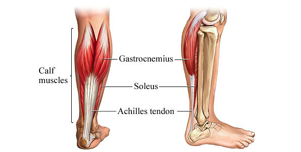 Anatomy of the leg and Achilles tendon.